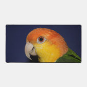 Le perroquet caïque coloré (Recto)