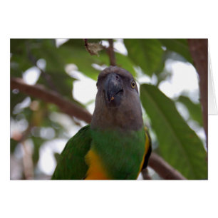 Le perroquet du Sénégal