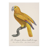 Le Perroquet Jaune ecaille de rouge Foto Afdruk (Voorkant)