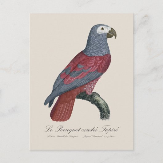 Le Perroquet midden Tapire Briefkaart (Voorkant)