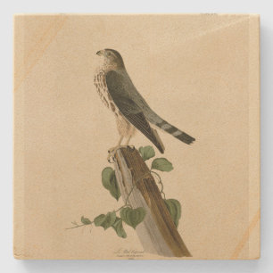 Le Petit Caporal (Merlin) Audubon Birds of America Stenen Onderzetter