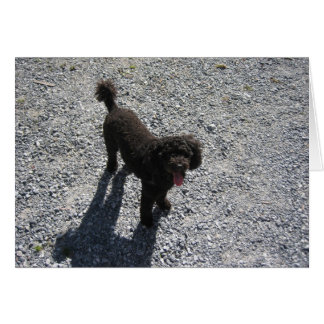 Le Petit Poodle Noir