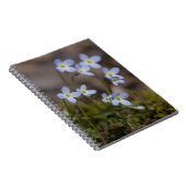 Le petit pourpre de Bluets fleurit le carnet de (Côté Droit)