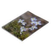 Le petit pourpre de Bluets fleurit le carnet de (Côté gauche)