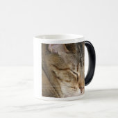 Le petit somme de chat Morph la tasse (Devant droit)