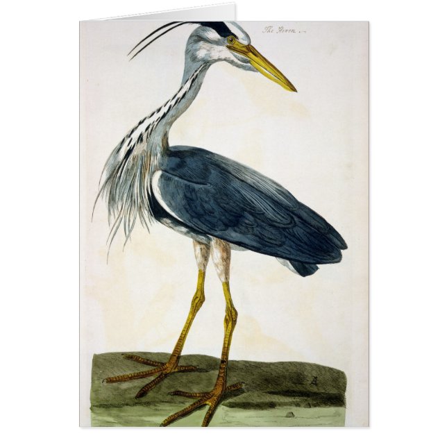 Le plat de héron (Ardea cinerea) 'des Anglais (Devant)
