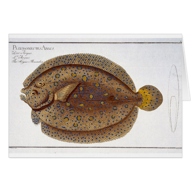 Le plat XLVI de flet d'Argus (Pleuronectes Argus) (Devant horizontal)