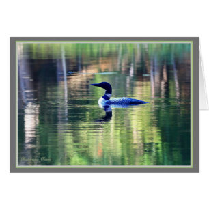 Le plongeon-commun revient à Walden Pond