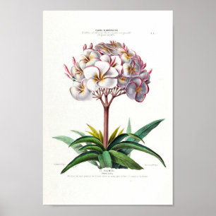 Le Plumeri Lila White Floral  Flore D Amer Poster