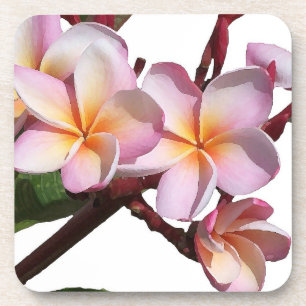 Le Plumeria fleurit des dessous de verre de liège