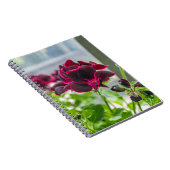 Le pourpre fleurit le carnet (Côté Droit)