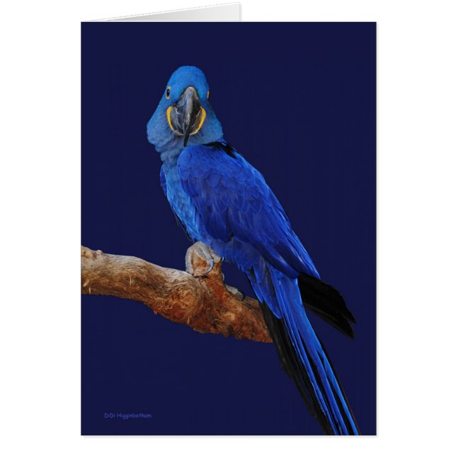 Le prince des perroquets (Devant)