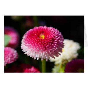 Le printemps a Sprung !