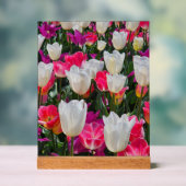 Le printemps est en fleurs (Neutre)