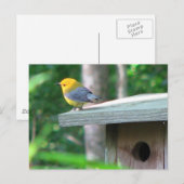 Le Prothonotary réclame la carte postale de boîte (Devant / Derrière)