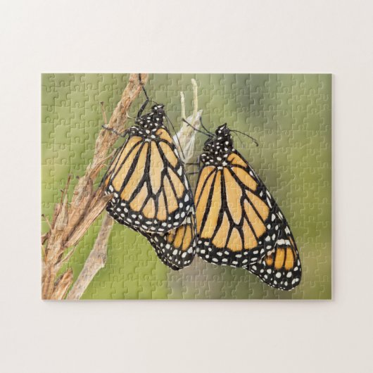 Le puzzle de deux papillons Monarques (Horizontal)