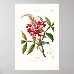 Le Quinquina Botanical Flore D Amerique Poster