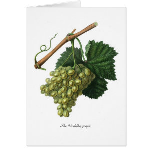 Le raisin de Verdelho