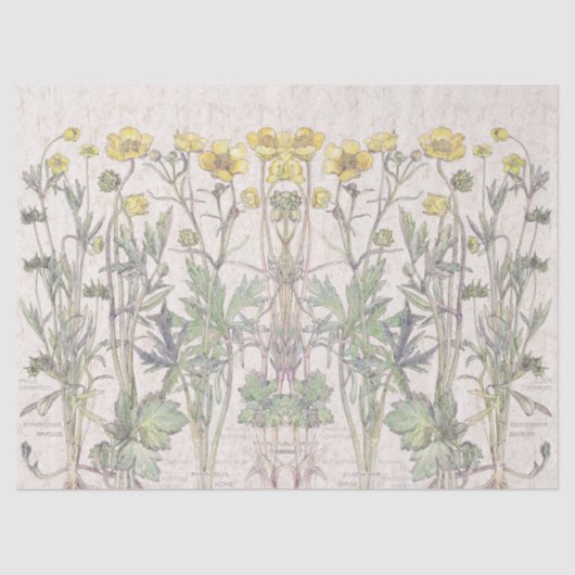 Le Ranunculus botanique fleurit le papier de soie (Recto)