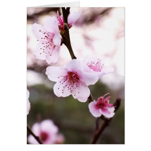 Le ressort se développe carte (Devant)