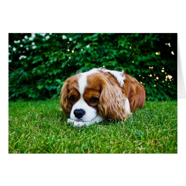 Le roi Cavalier Charles Spaniel Blenheim en herbe (Devant horizontal)