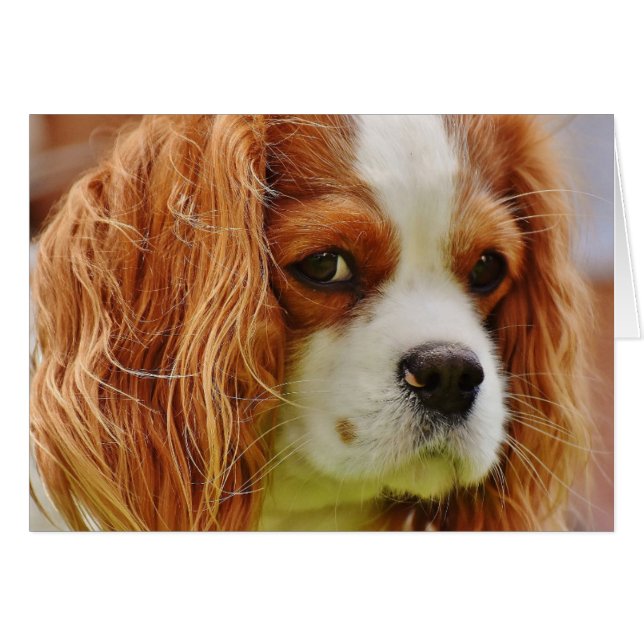 Le roi Charles Spaniel (Devant horizontal)