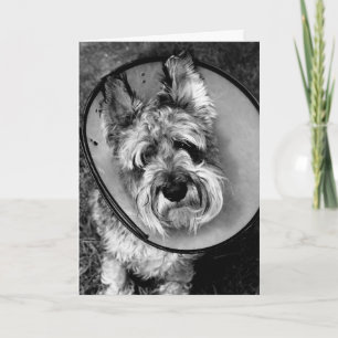 Le Schnauzer miniature obtiennent bientôt la carte