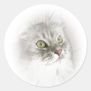 Le Sibérien observe des autocollants