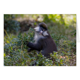 Le singe tacheté de Schmidt