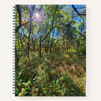 Le Soleil dans le Carnet des arbres sous dominatio