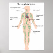 Le système lymphatique étiqueté Poster (Devant)
