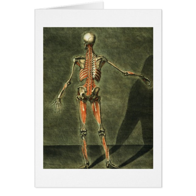 Le système musculaire profond du dos du corps, (Devant)
