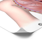 Le système respiratoire affiche sans étiquette (Coin)