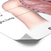 Le système respiratoire étiqueté affiche (Coin)