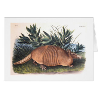 Le tatou d'Audubon
