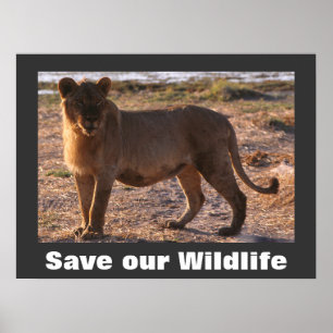 Le Tau sauvent notre affiche de faune