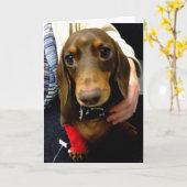 Le teckel mignon obtiennent bientôt la carte bonne (Fleur jaune)