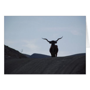 Le Texas Longhorn