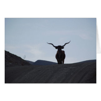 Le Texas Longhorn