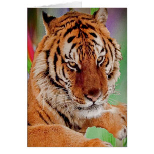 Le tigre du Bengale