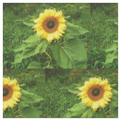Le tissu de TOURNESOL (Fermer)