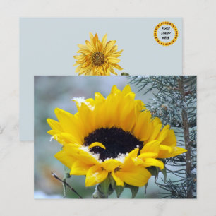 Le tournesol dans la carte postale de neige