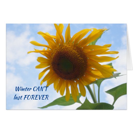 Le tournesol de la fin de l'hiver (Devant horizontal)