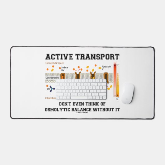 Le transport actif ne pense pas à l'équilibre osmo (Clavier et souris)
