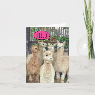 Le troupeau de lamas vous invitation à rejoindre