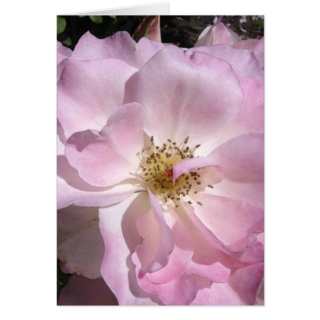 Le visage d'angle s'est levé (Devant)