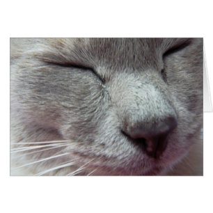 Le visage de Chat