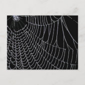 Le Web de Spider | Carte postale (Devant)