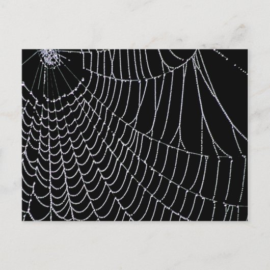 Le Web de Spider | Carte postale (Devant)