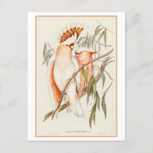Leadbeater's Cockatoo Illustratie door Gould Briefkaart